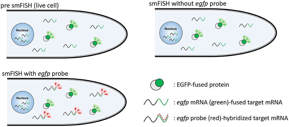 In situ hybridization analysis of mRNAs for Egam1c and the Prl gene