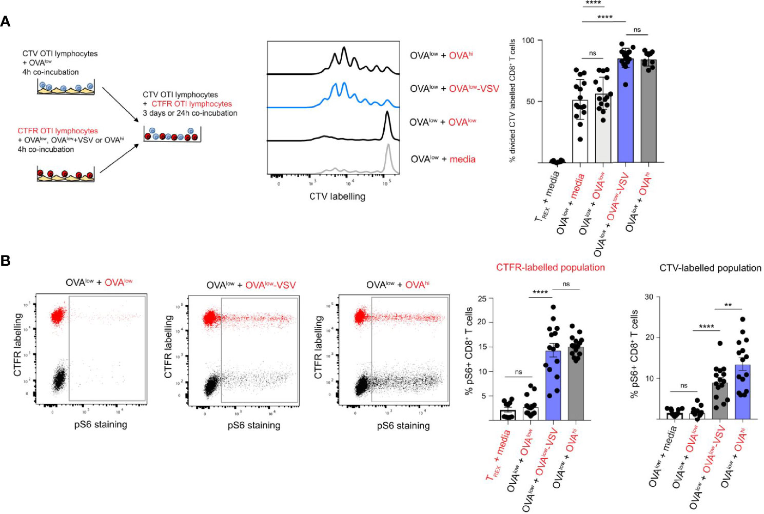 Frontiers | Non-Stimulatory pMHC Enhance CD8 T Cell Effector