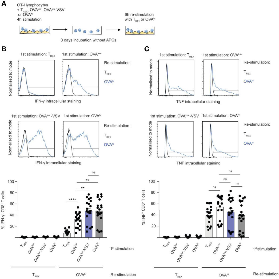 Frontiers | Non-Stimulatory pMHC Enhance CD8 T Cell Effector