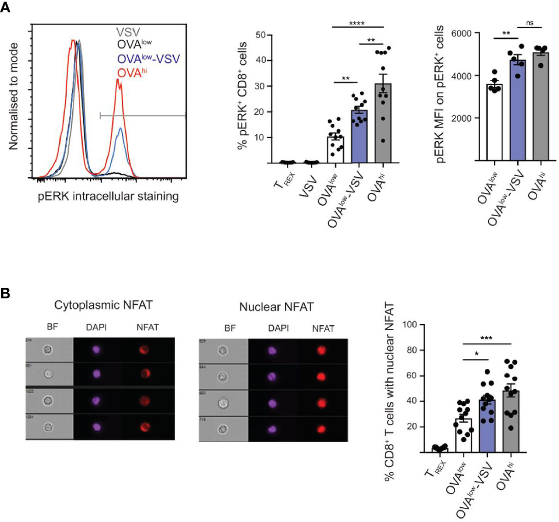 Frontiers | Non-Stimulatory pMHC Enhance CD8 T Cell Effector