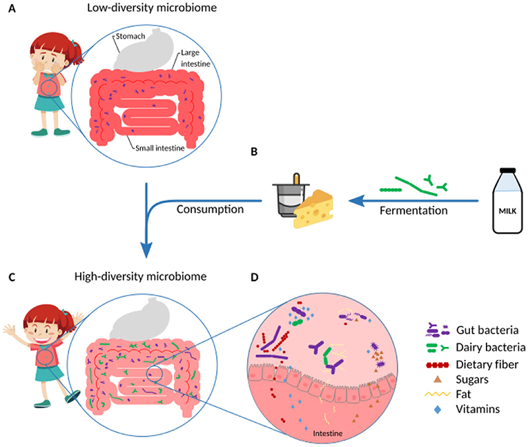 Figure 1 - Can yogurt or cheese support the gut microbiome?