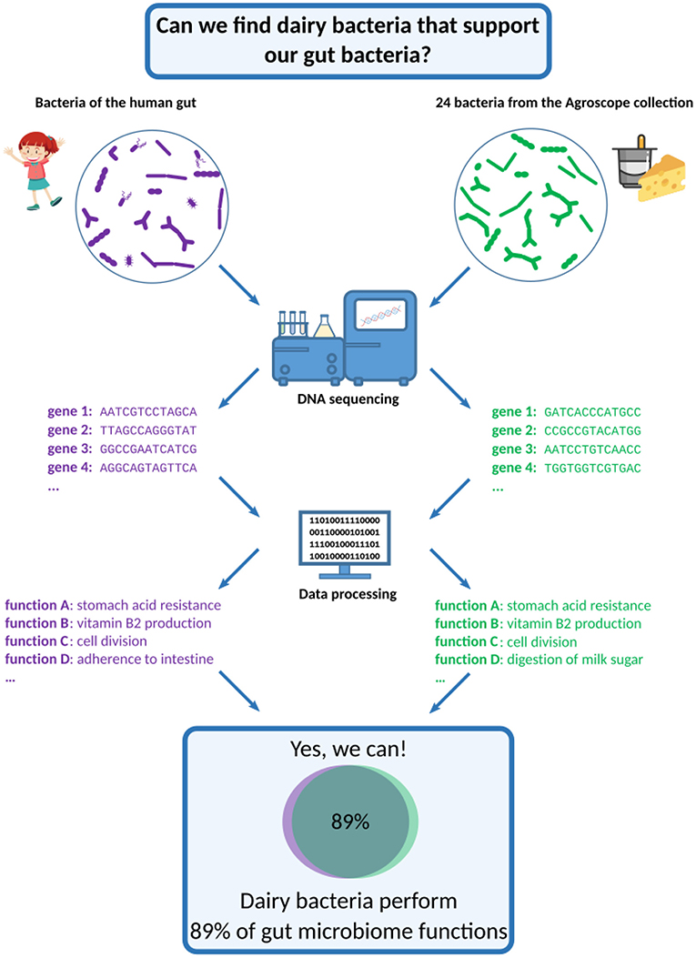 Figure 2 - The quest for the right bacteria.