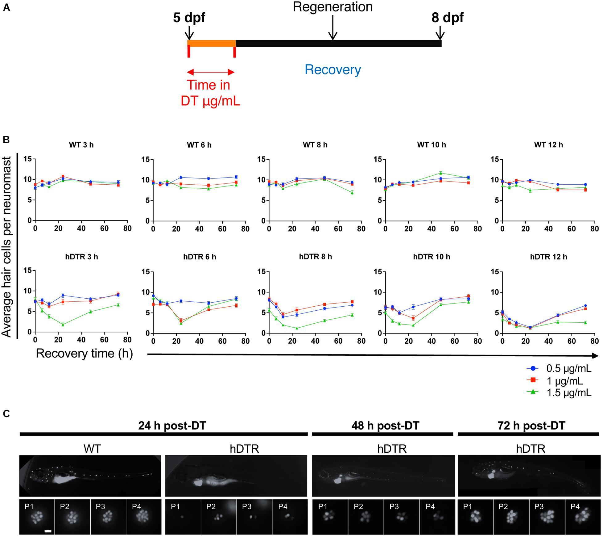 Frontiers Vestibular And Auditory Hair Cell Regeneration Following