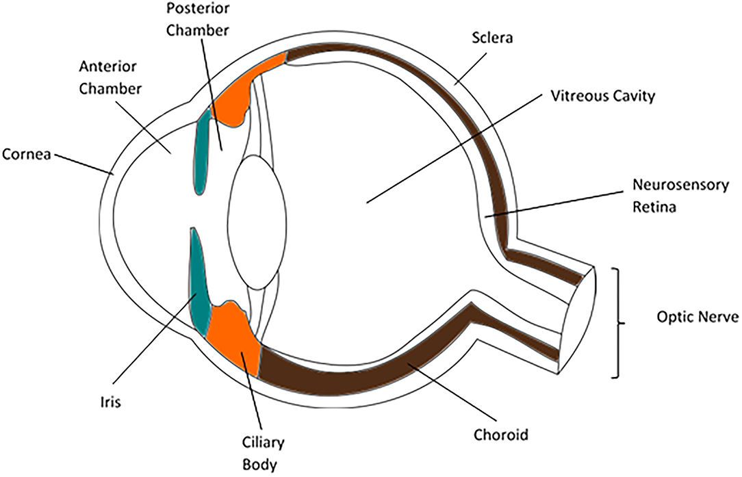 Frontiers  Exploring the Retinal Binding Cavity of
