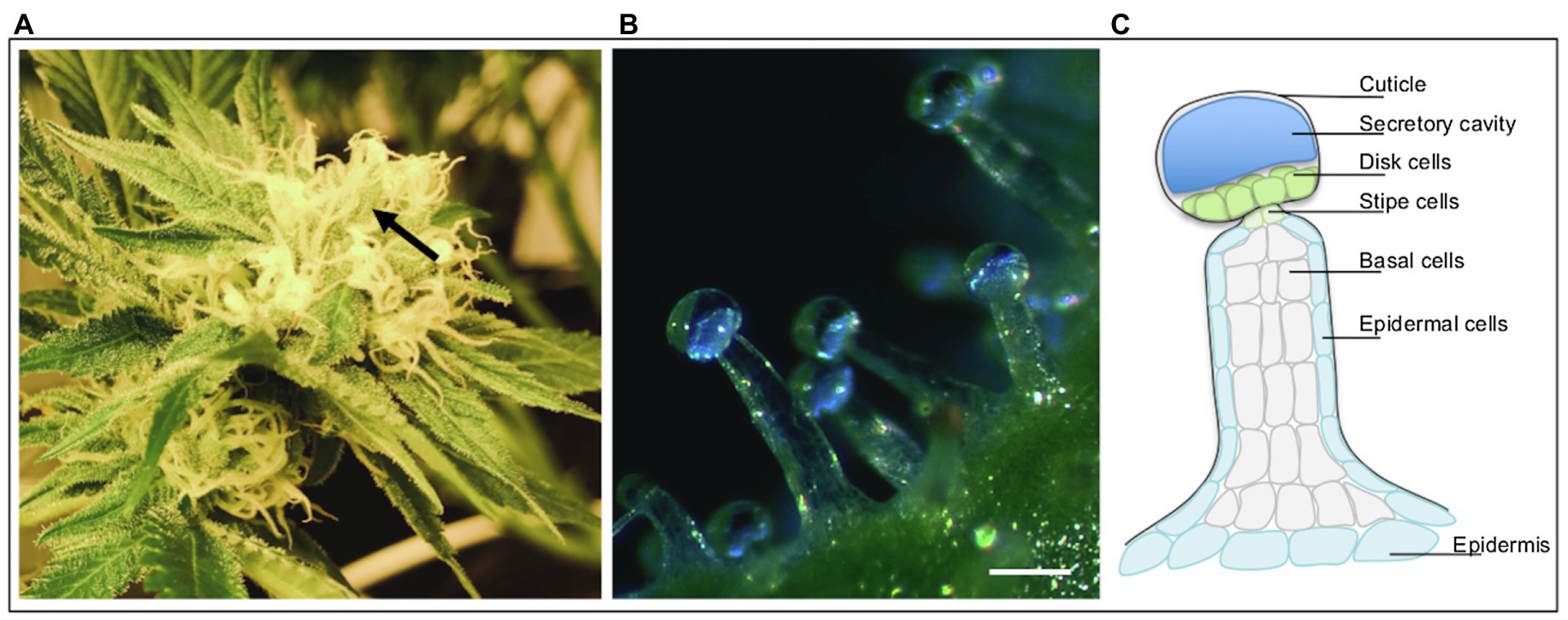 Trichomes de cannabis au microscope électronique- Alchimia Grow Shop