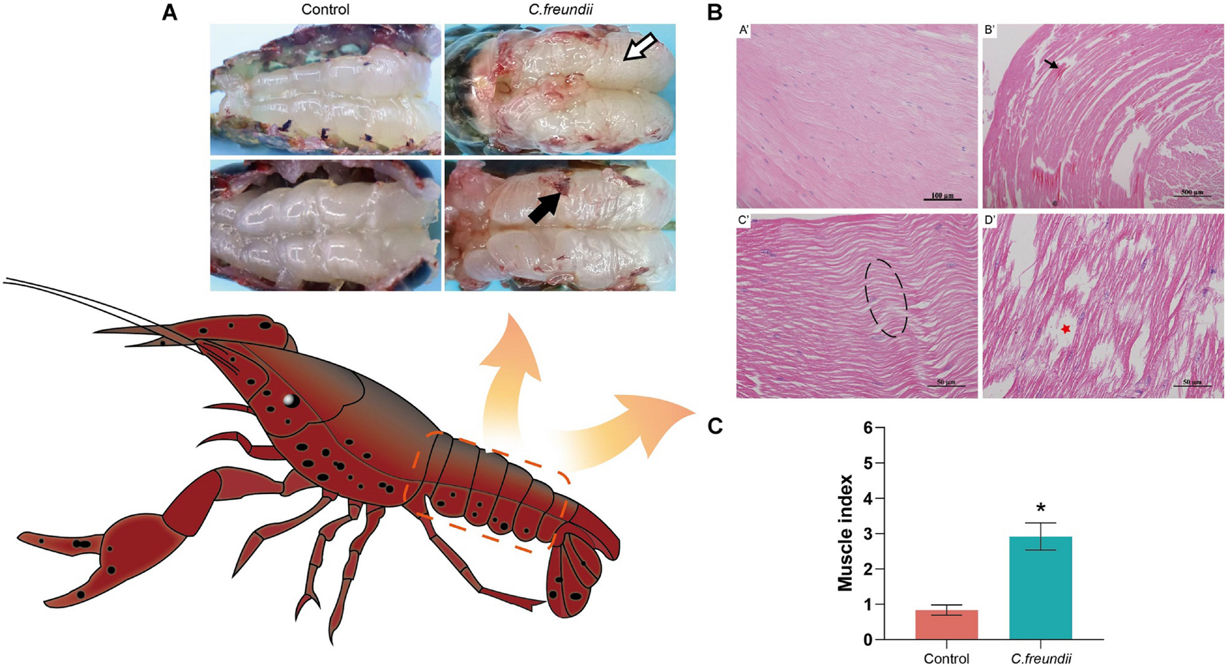 Frontiers  Effect of Bacterial Infection on the Edibility of