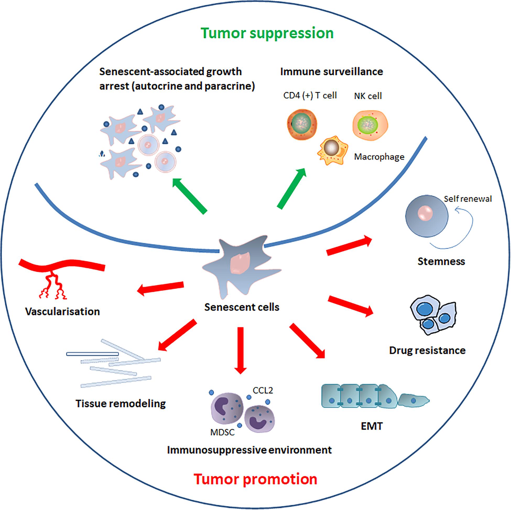 The Paradoxical Role of Cellular Senescence in Cancer ... Biology Diagrams