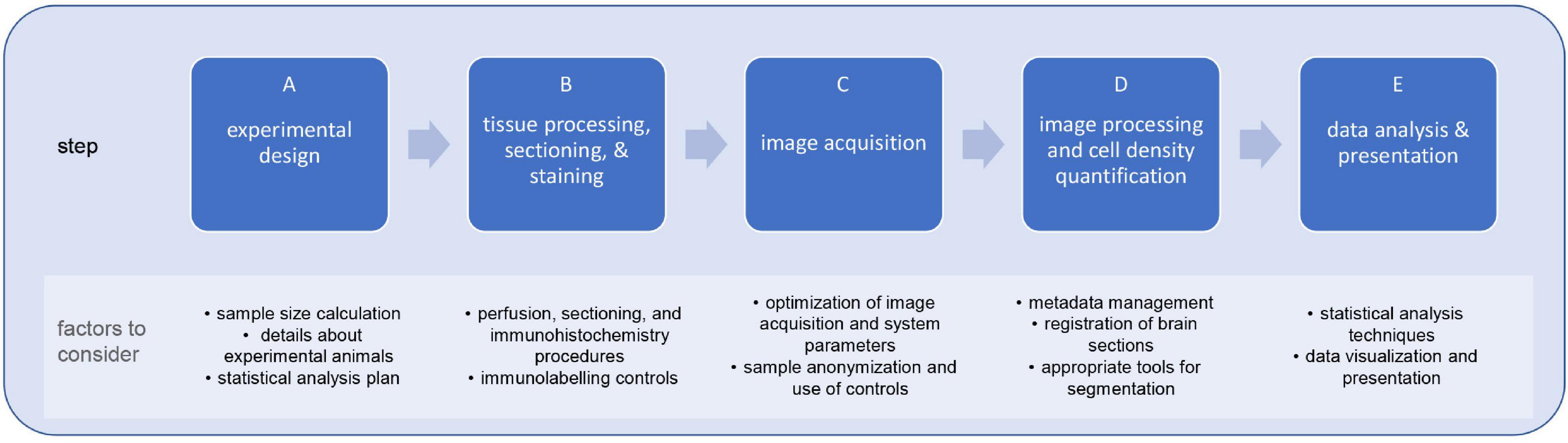 design-based stereology method for counting organelles