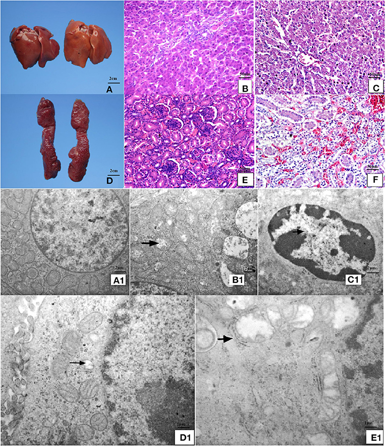 Frontiers  Methionine Deficiency Affects Liver and Kidney Health,  Oxidative Stress, and Ileum Mucosal Immunity in Broilers