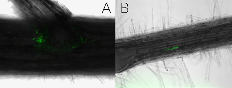 Figure 1 - The green you see in the photographs are -tagged PDN3 bacteria at (A) 48 h after being added to the poplar branch, and (B) 1 week after being added.