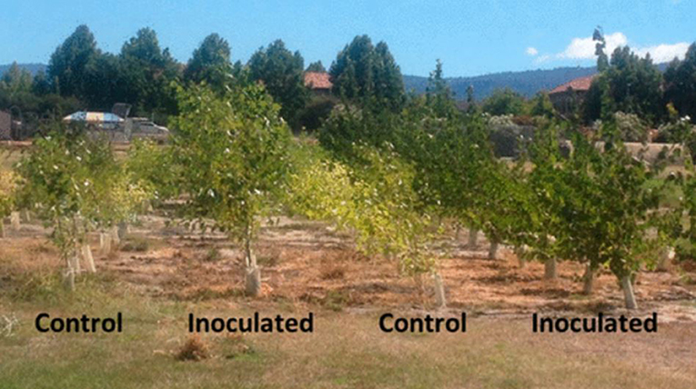 Figure 2 - In this photograph, you can see how much larger and healthier the trees with PDN3 looked, after just 1 year of growth.