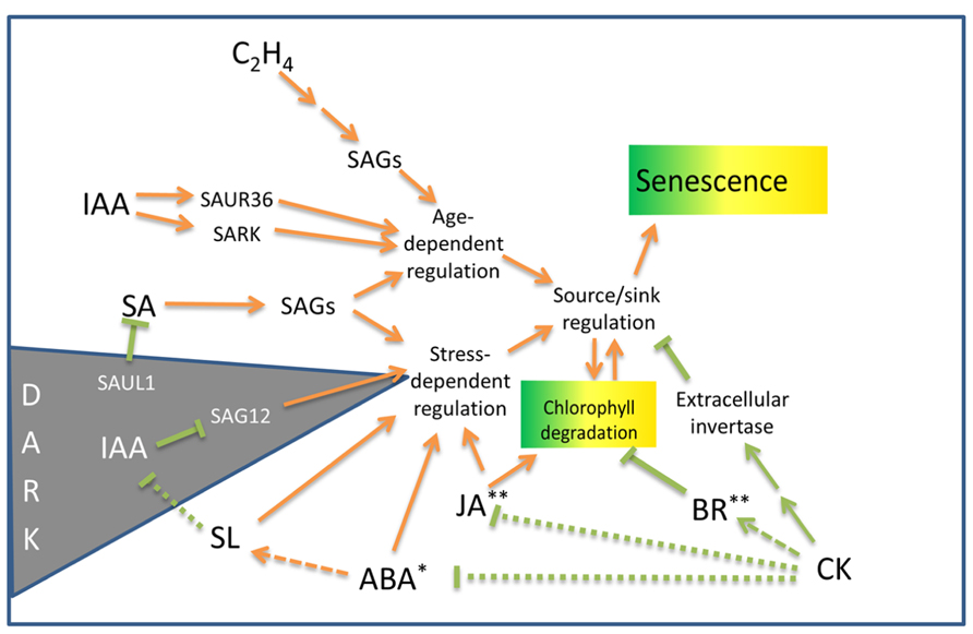 Frontiers | Drying without senescence in resurrection plants