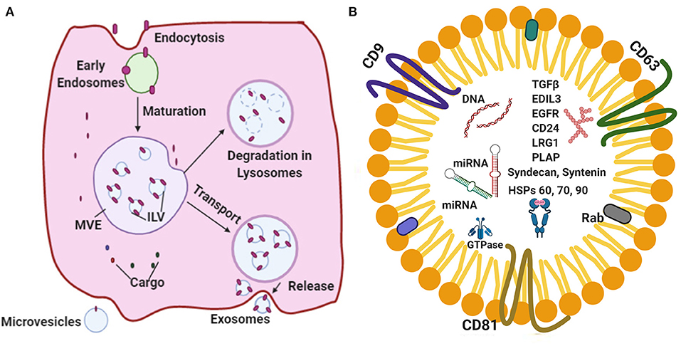 Innovative approach brings cell-reprogramming therapy for heart failure  closer to reality