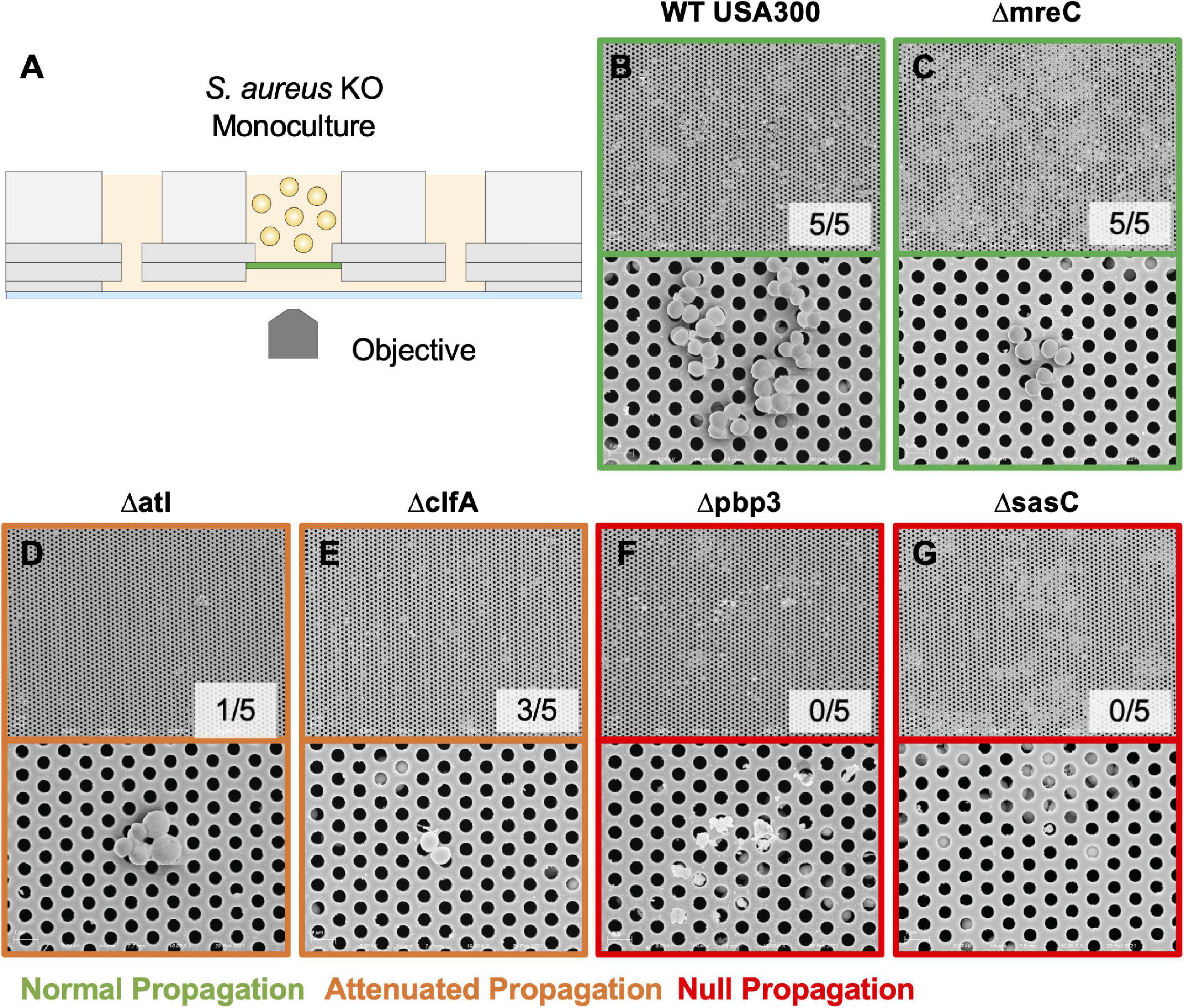 Frontiers Staphylococcus aureus Cell Wall Biosynthesis Modulates Bone Invasion and Osteomyelitis Pathogenesis
