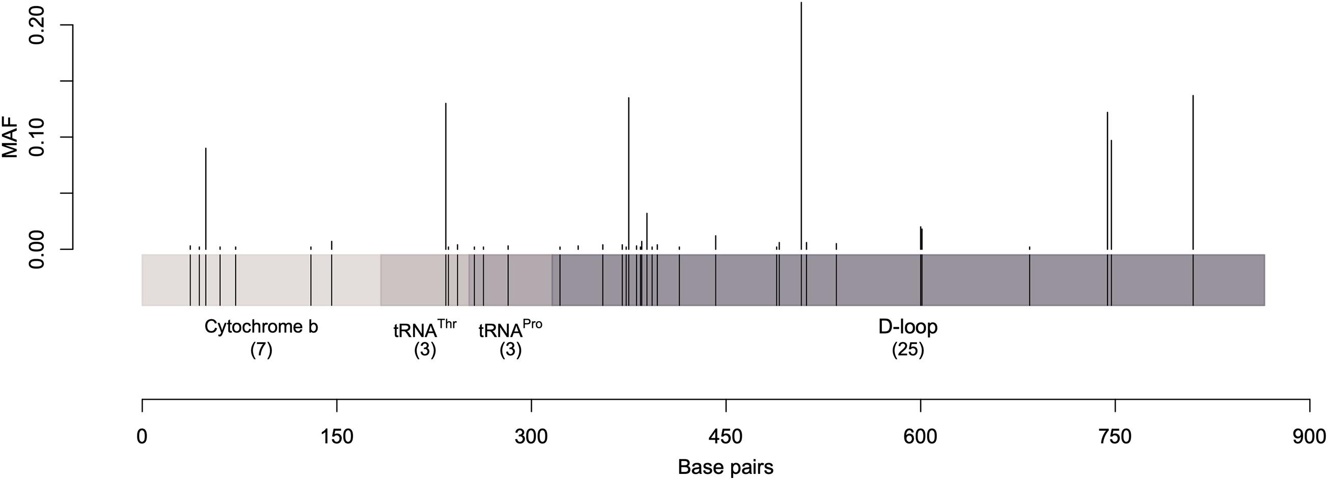 Frontiers Mitochondrial Sequence Variation Haplotype Diversity And Relationships Among Dromedary Camel Types