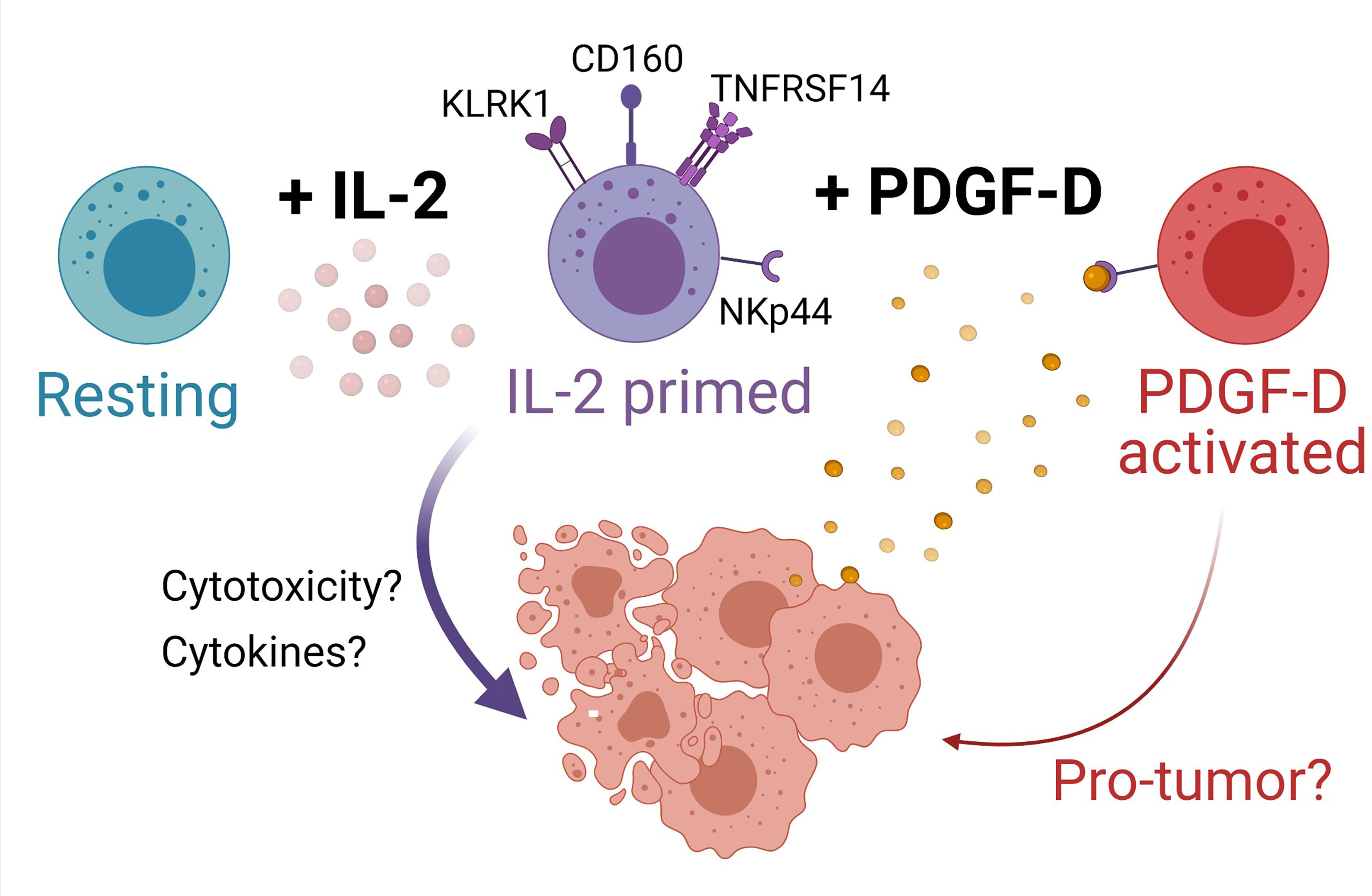 Frontiers | A Transcriptional Signature of IL-2 Expanded Natural Killer ...
