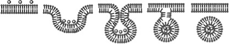 www.frontiersin.org