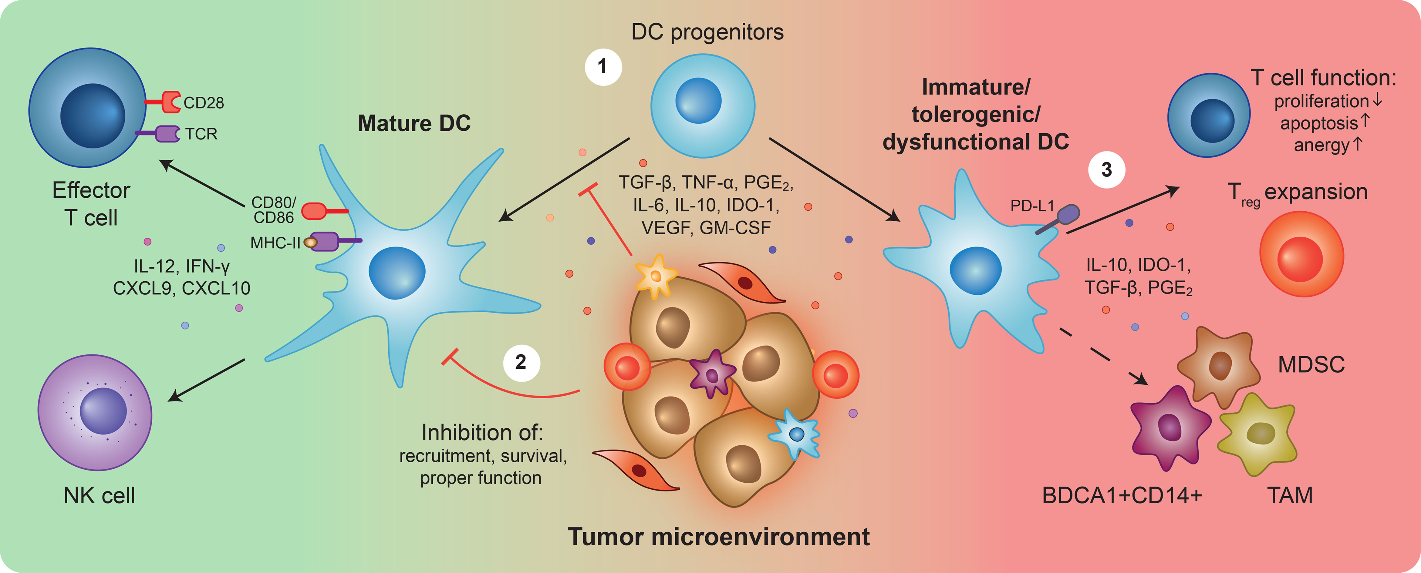 How cancer evades immune system detection and spreads