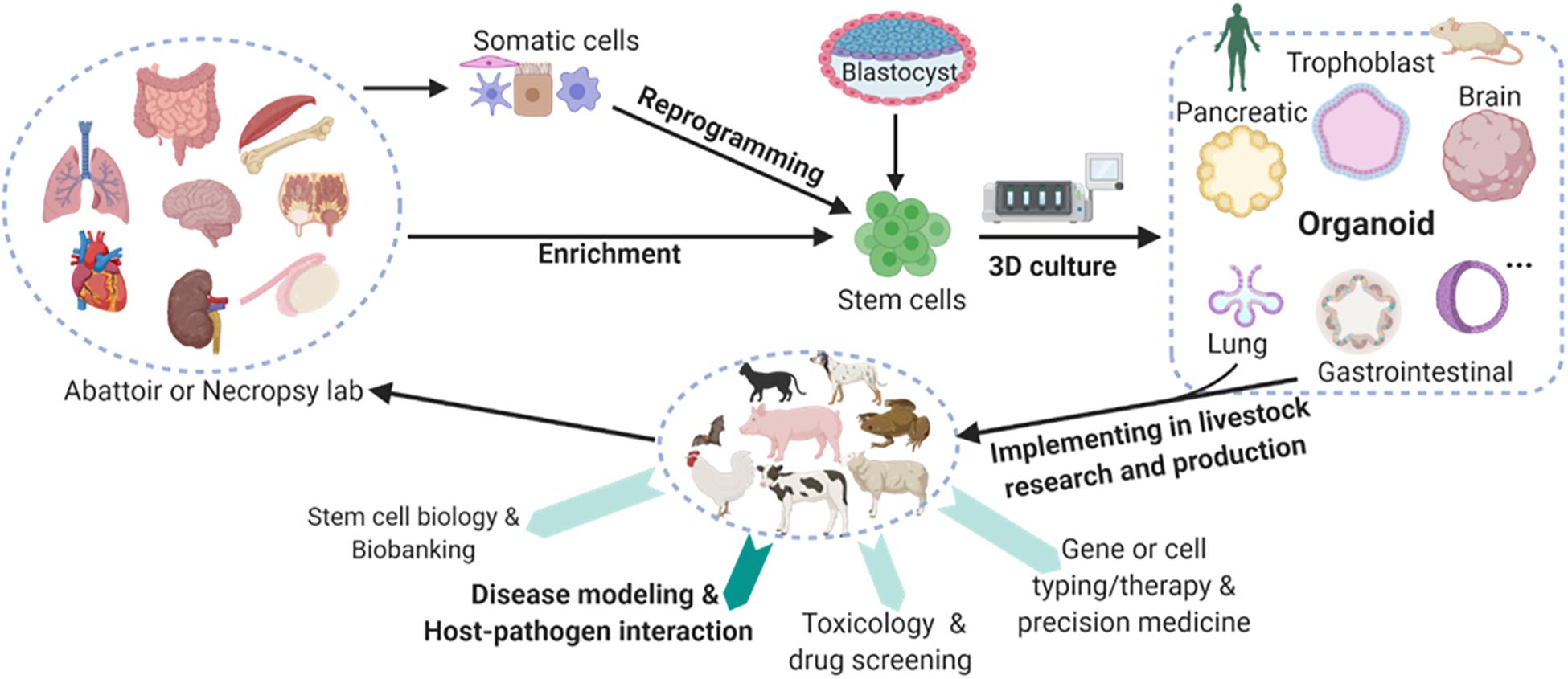 Frontiers | Harness Organoid Models for Virological Studies in Animals: A  Cross-Species Perspective