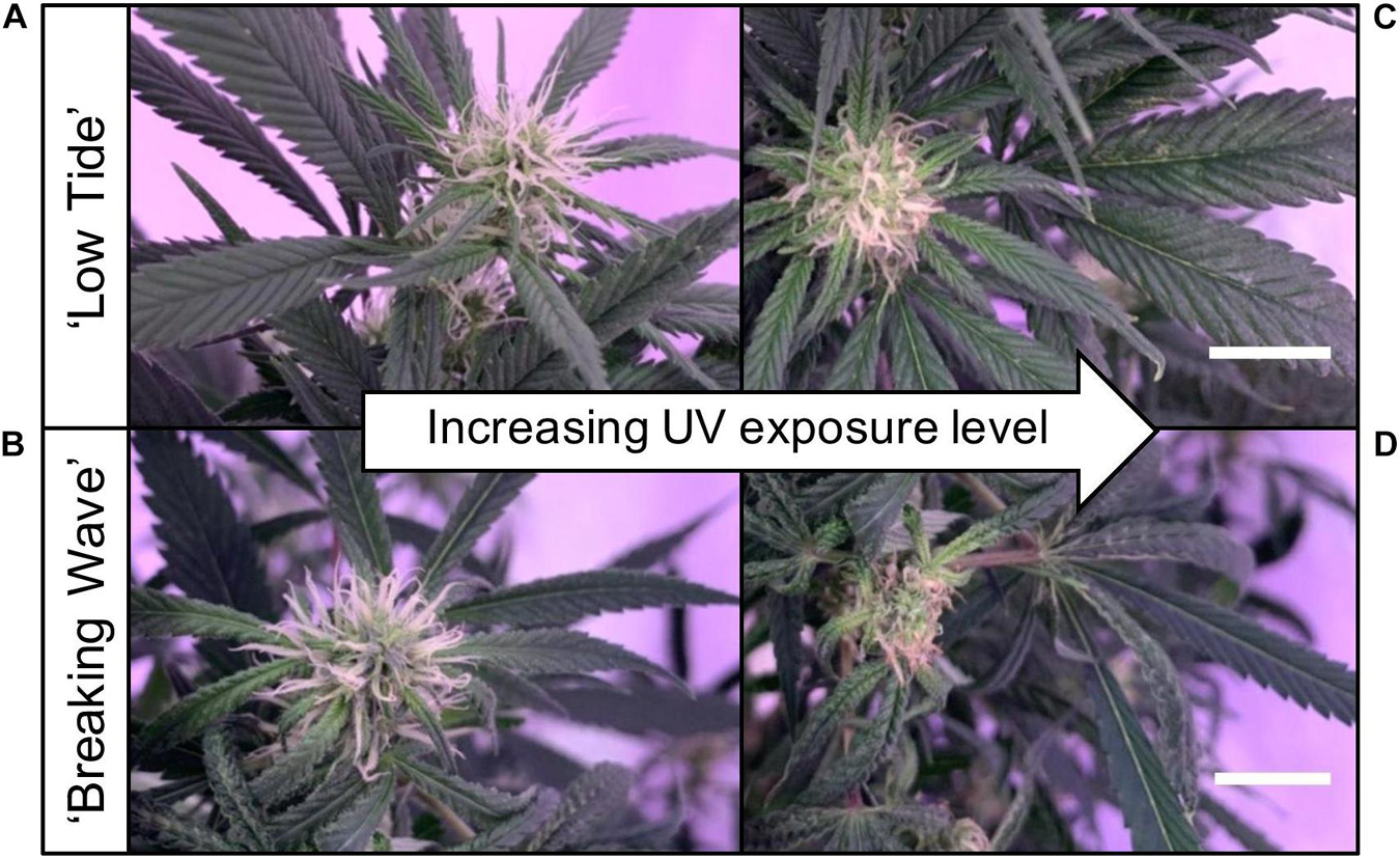 Is Over-Exposure to UV Light a Hazard in Cannabis Growing Facilities? UW  Researchers say Yes.