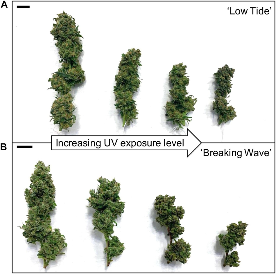 Is Over-Exposure to UV Light a Hazard in Cannabis Growing