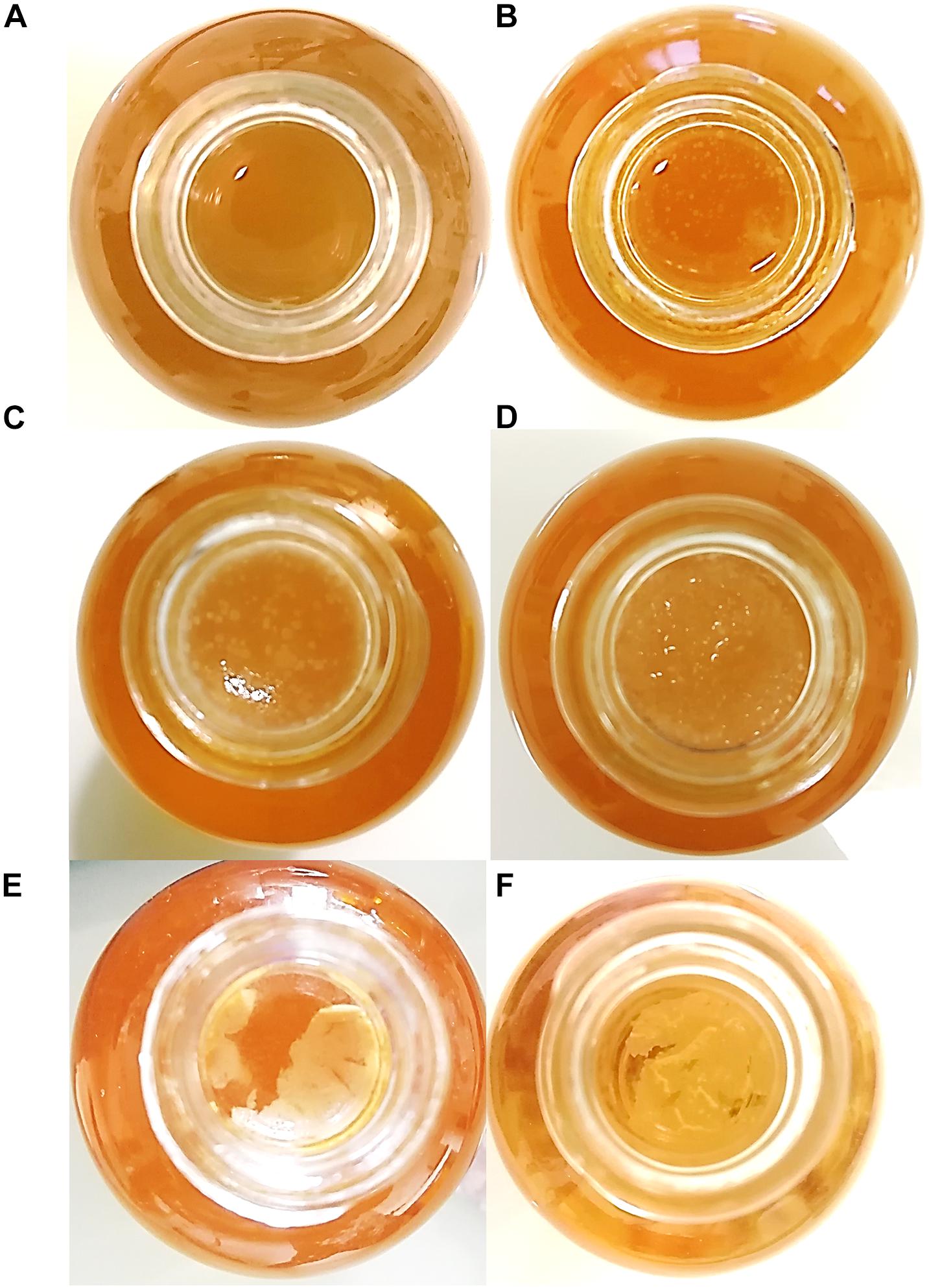 Frontiers  Shedding Light on the Formation and Structure of Kombucha  Biofilm Using Two-Photon Fluorescence Microscopy