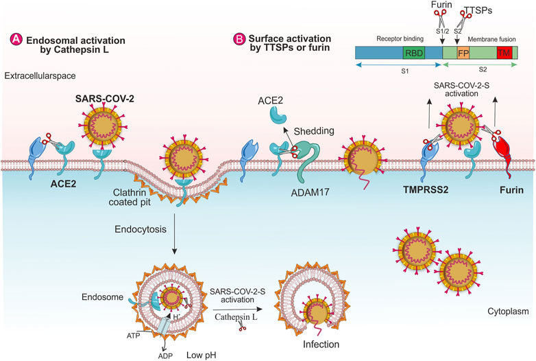 Alpha 1 Antitrypsin is an Inhibitor of the SARS-CoV-2–Priming