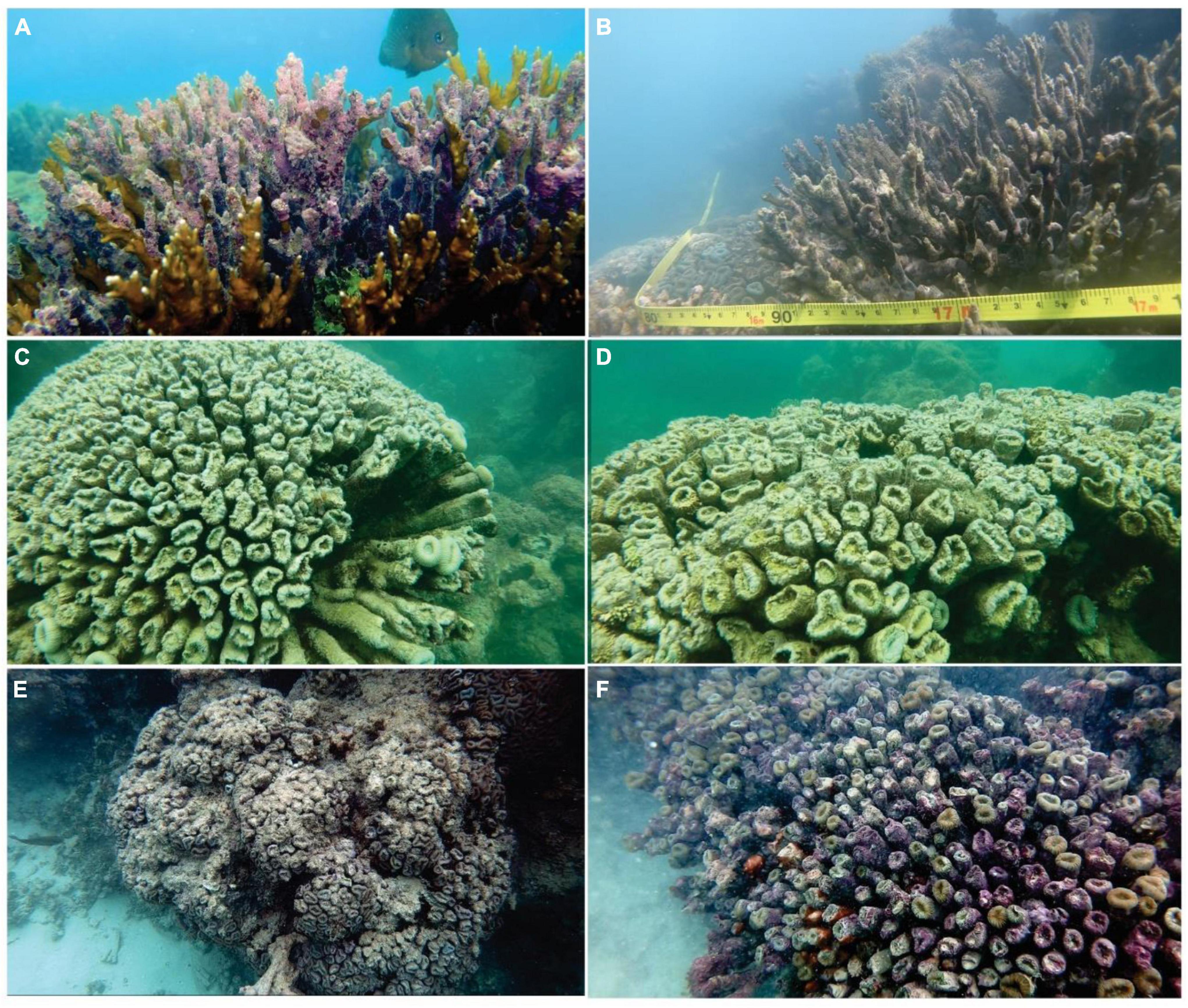 Coral Reefs of Brazil