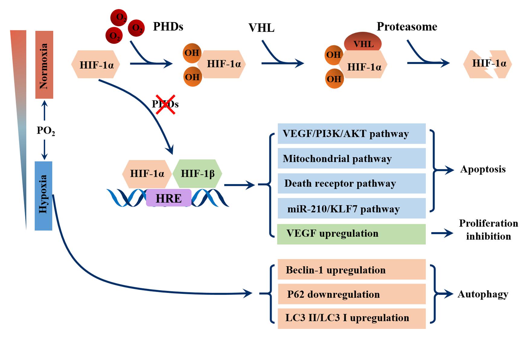 Frontiers Effects of Environmental and Pathological Hypoxia on Male Fertility image