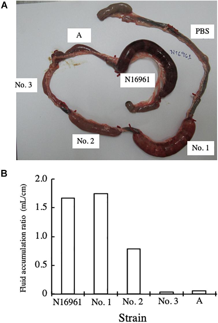 V. cholerae proteins present in human stool and recognized