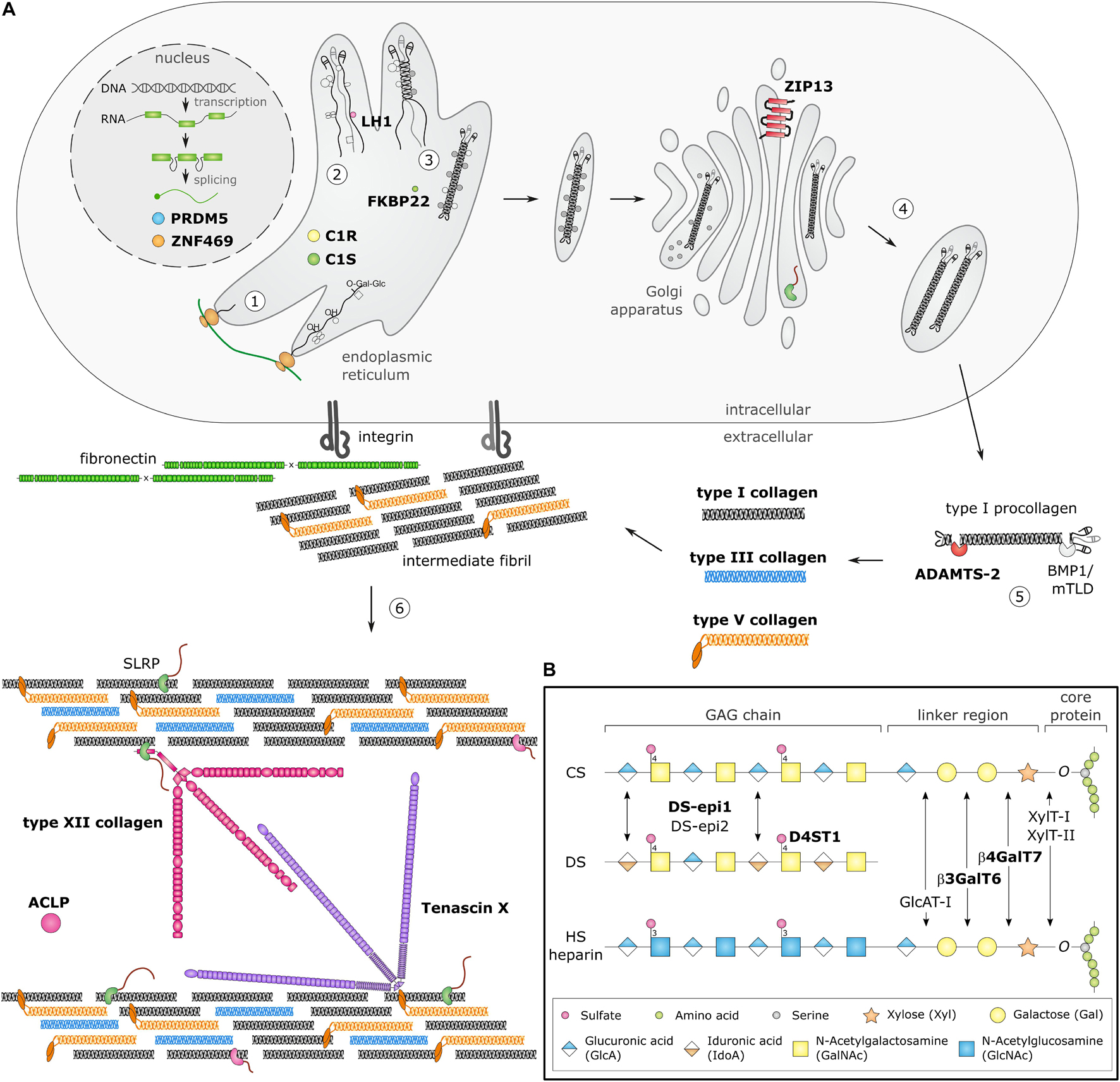 Frontiers Animal Models of Ehlers–Danlos Syndromes Phenotype, Pathogenesis, and Translational Potential photo photo