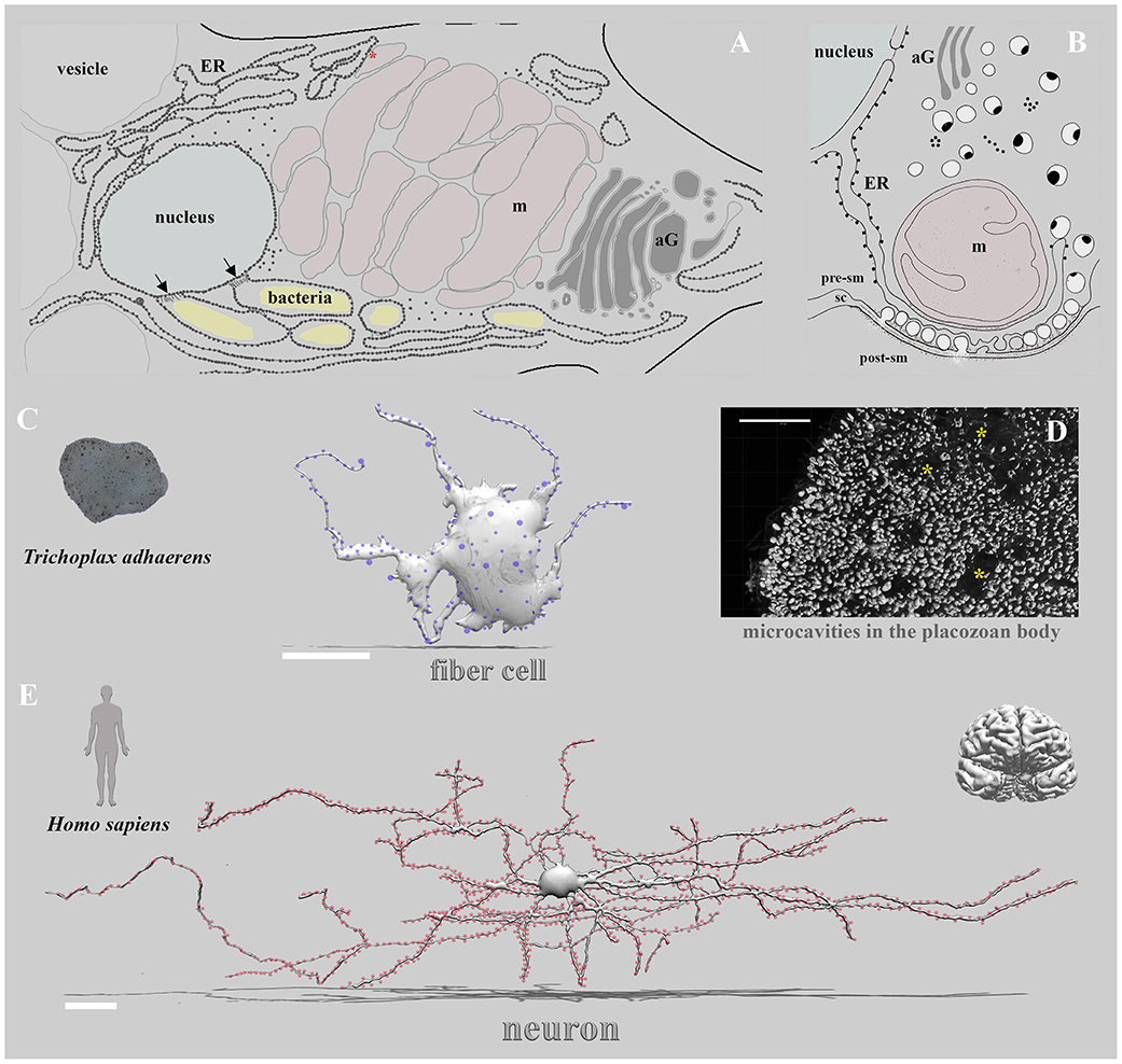 Selective Brain Distribution and Distinctive Synaptic Architecture