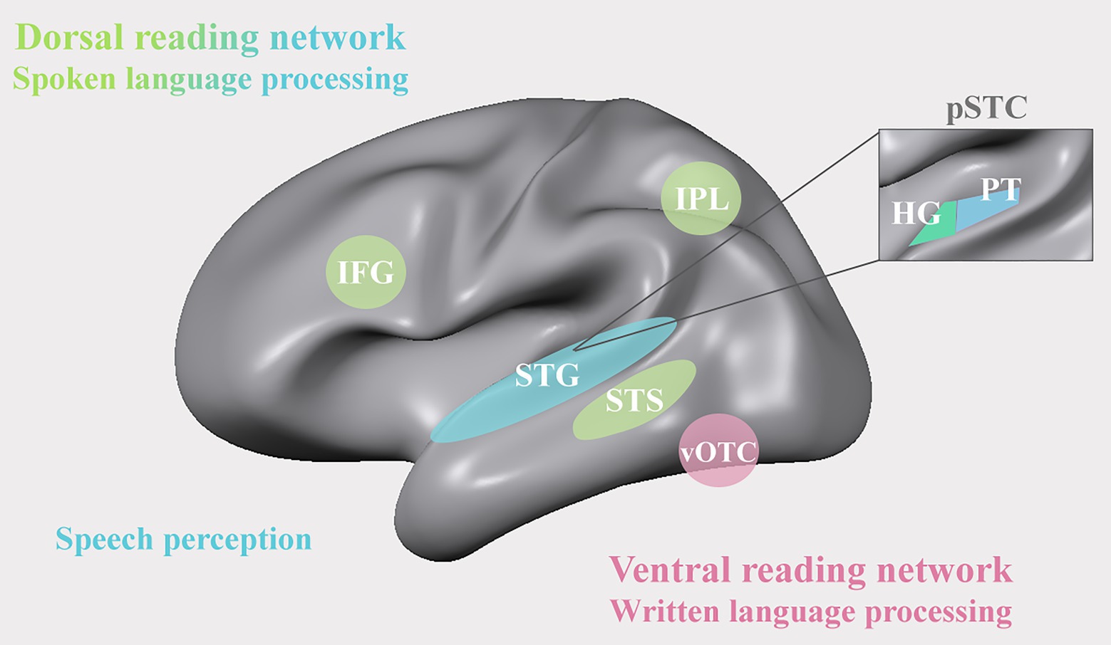 Ding Meaning, Pronunciation, Numerology and More