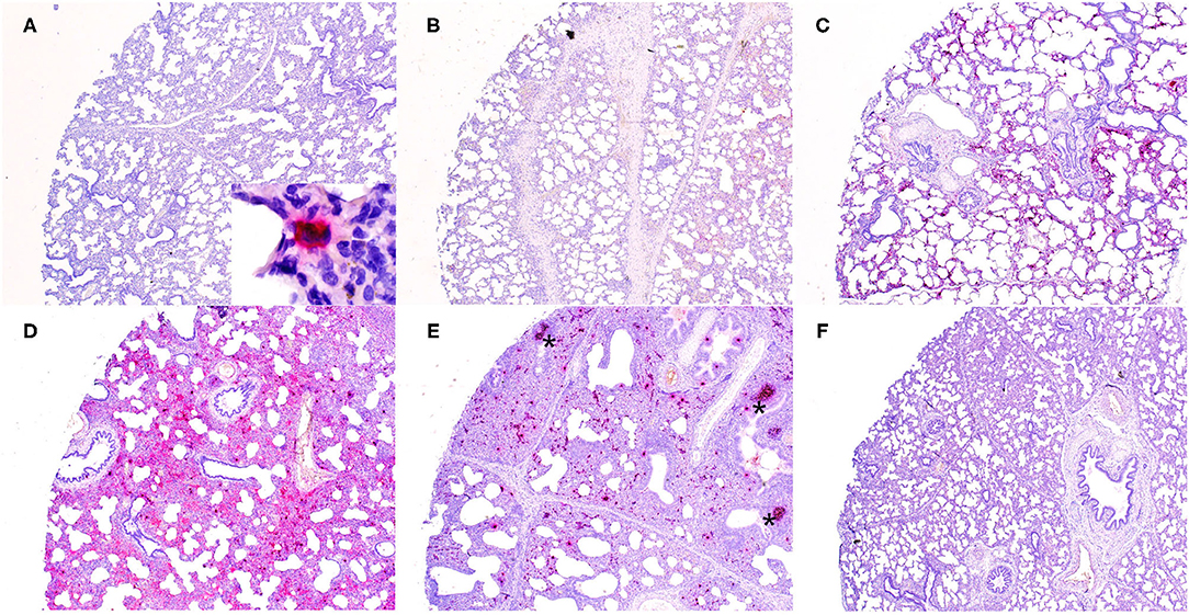 Frontiers  Porcine circovirus type 3: immunohistochemical detection in  lesions of naturally affected piglets