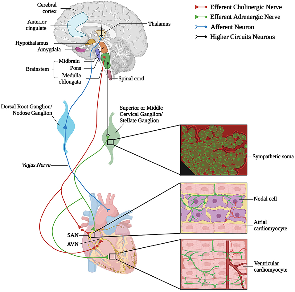 Frontiers  New insights on single-neuron selectivity in the era