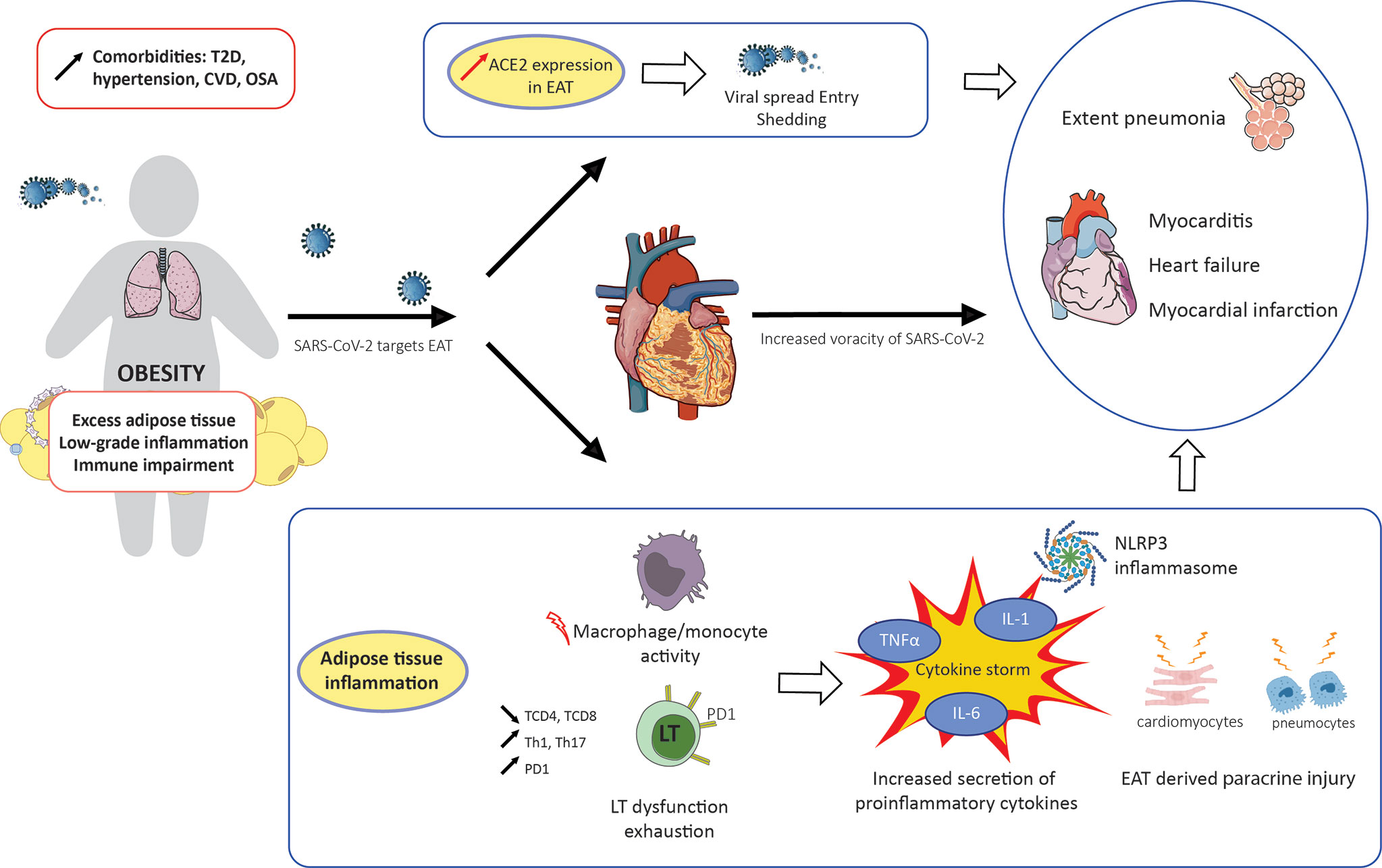 Frontiers  Deleterious Effects of Epicardial Adipose Tissue