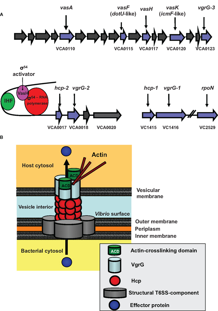 V. cholerae proteins present in human stool and recognized