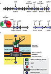 www.frontiersin.org