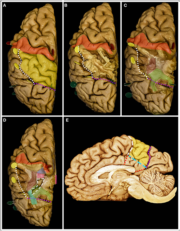 comerțul neuro