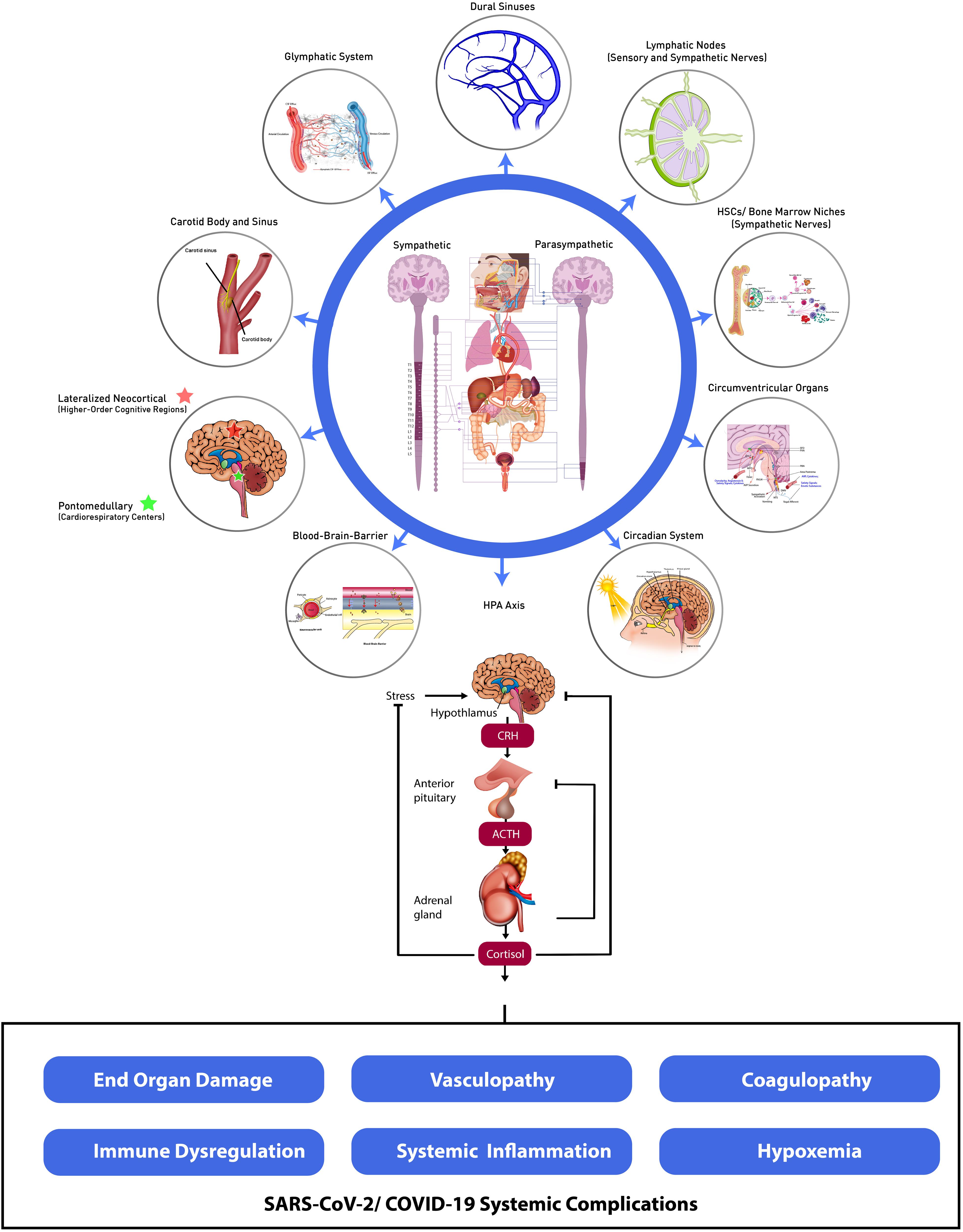 Frontiers  Cognitive impairment after long COVID-19: current evidence and  perspectives