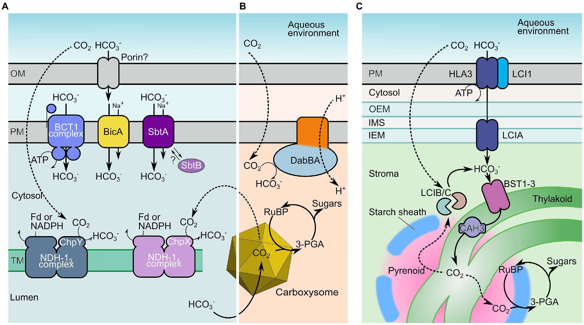 Frontiers | Accumulation of Bicarbonate in Plant Chloroplasts: Known Knowns Known Unknowns | Plant Science