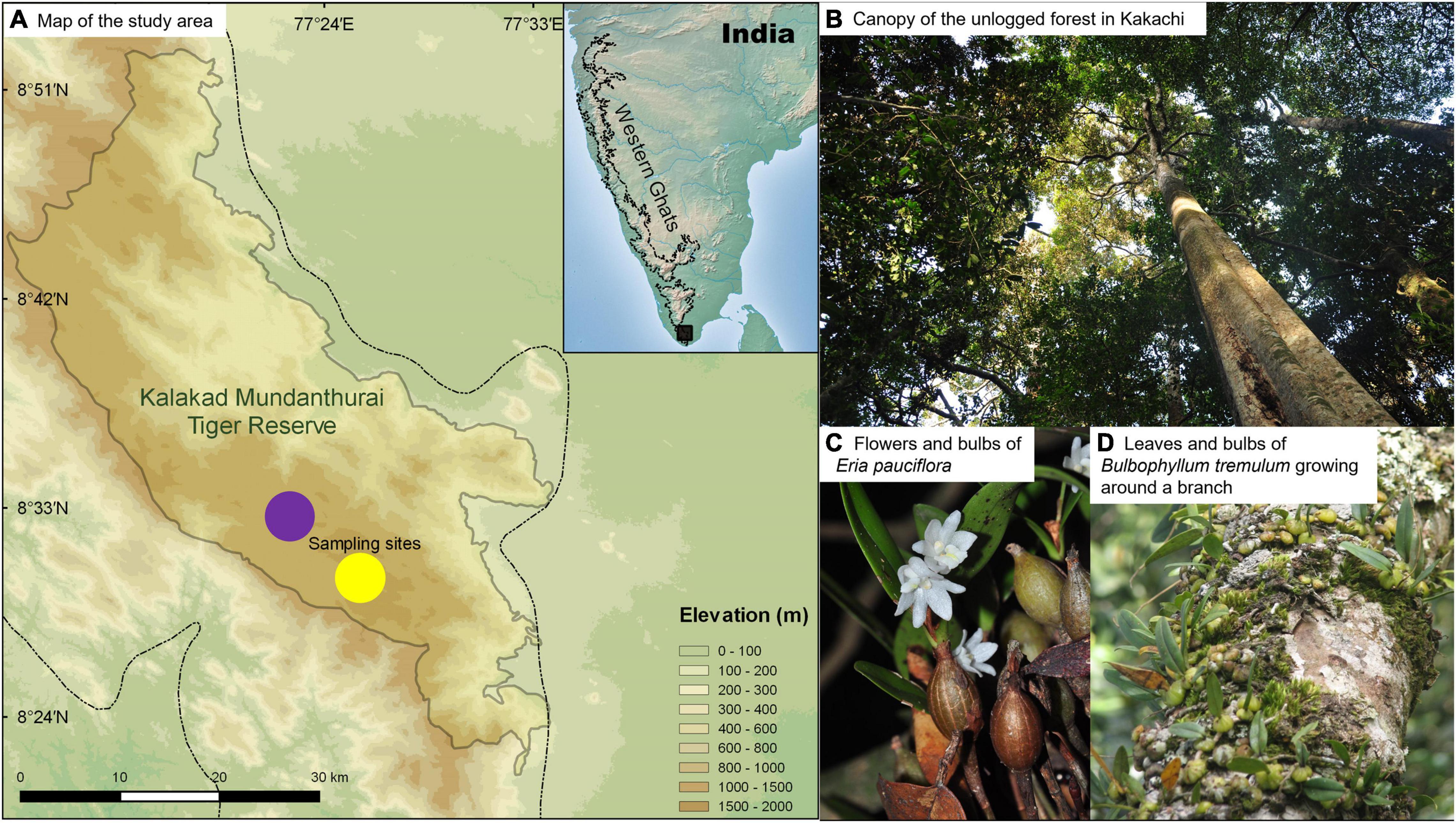 Phylogenetic diversity and the structure of host-epiphyte interactions