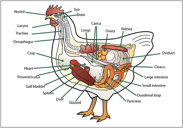 Figure 1 - Overview of the internal organs of a female chicken (Figure credit: Poultry Hub, University of New England, Armidale, Australia).