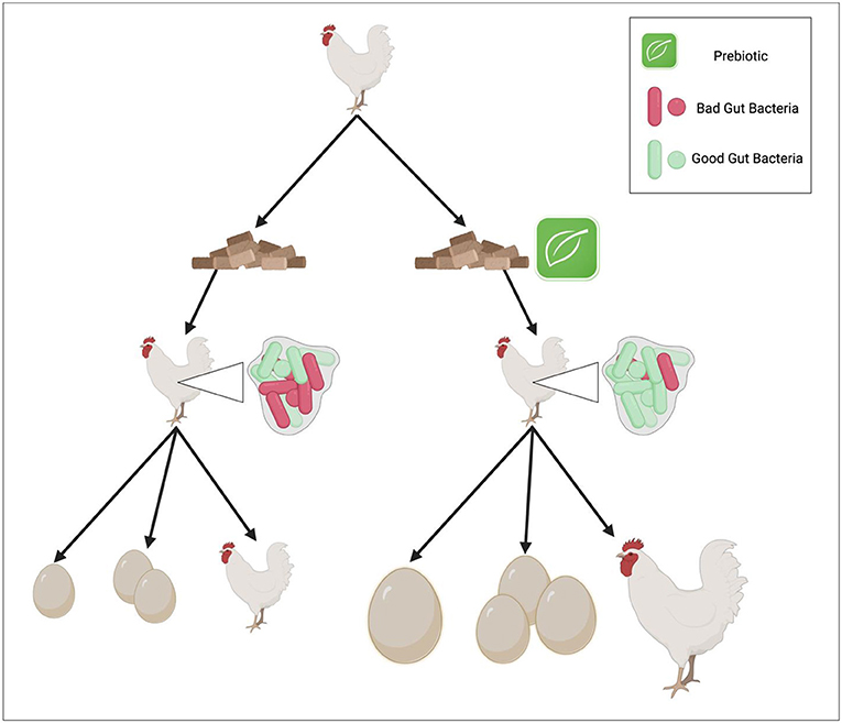 Figure 2 - Plant-based pre-biotics added to chicken feed can help the good gut microbes of chickens to be healthier.