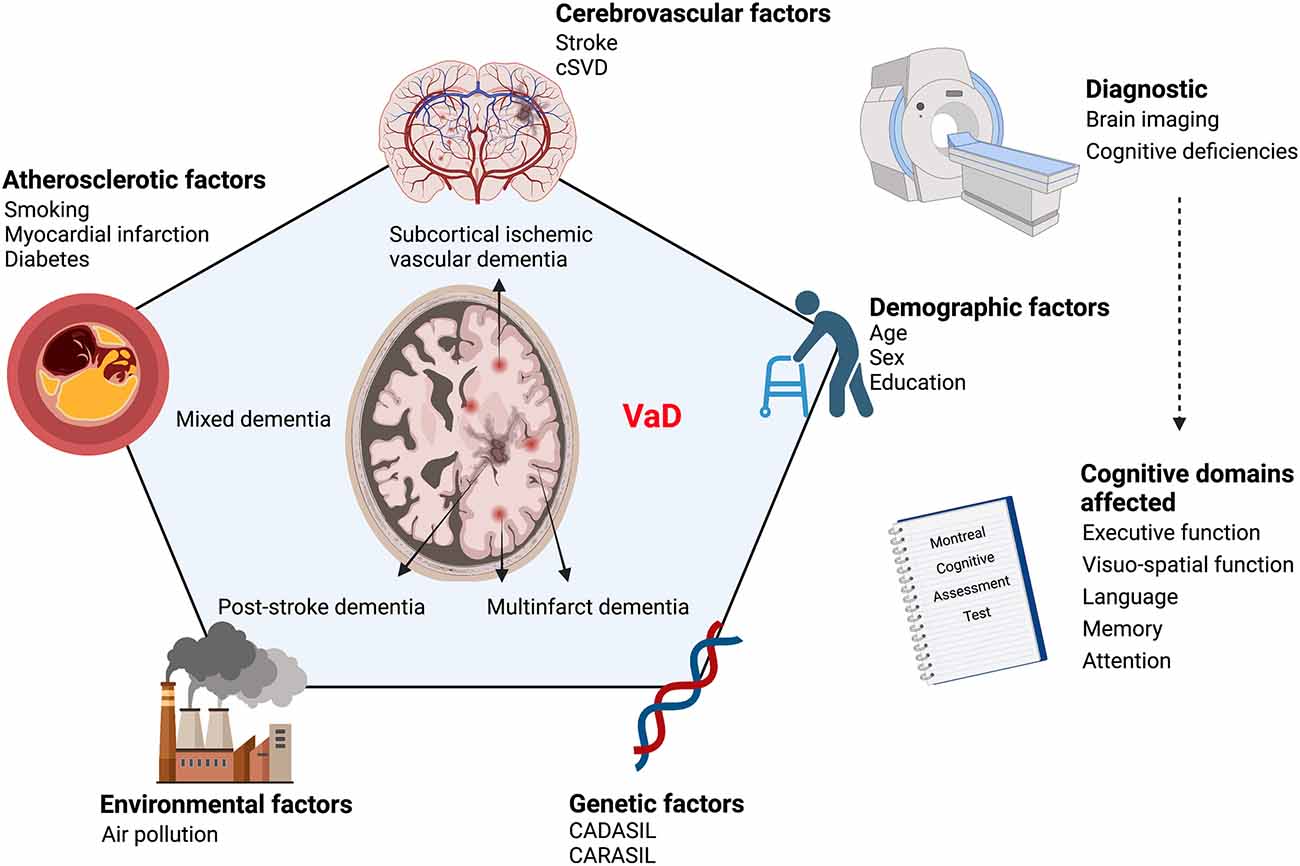 Frontiers Neurovascular Alterations in Vascular Dementia Emphasis on Risk Factors