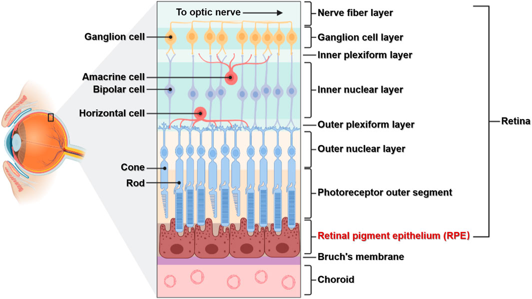 Frontiers | Functions and Diseases of the Retinal Pigment Epithelium