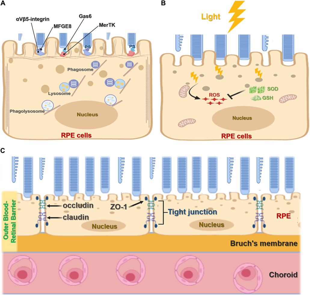 Frontiers | Functions and Diseases of the Retinal Pigment Epithelium