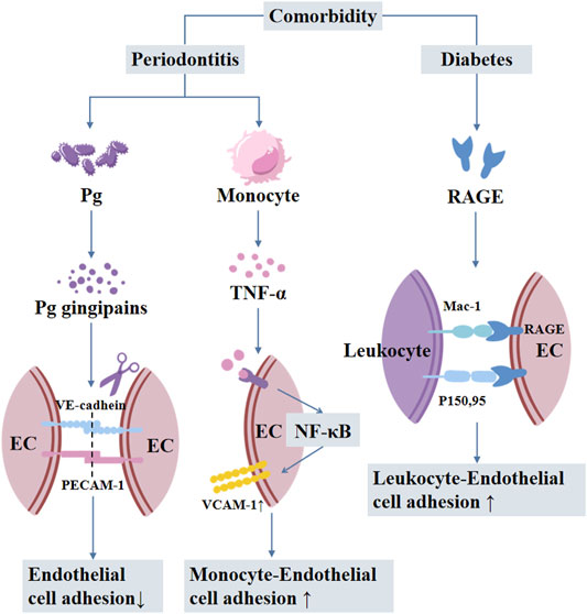 frontiers-sulfonylureas-for-treatment-of-periodontitis-diabetes-comorbidity-related