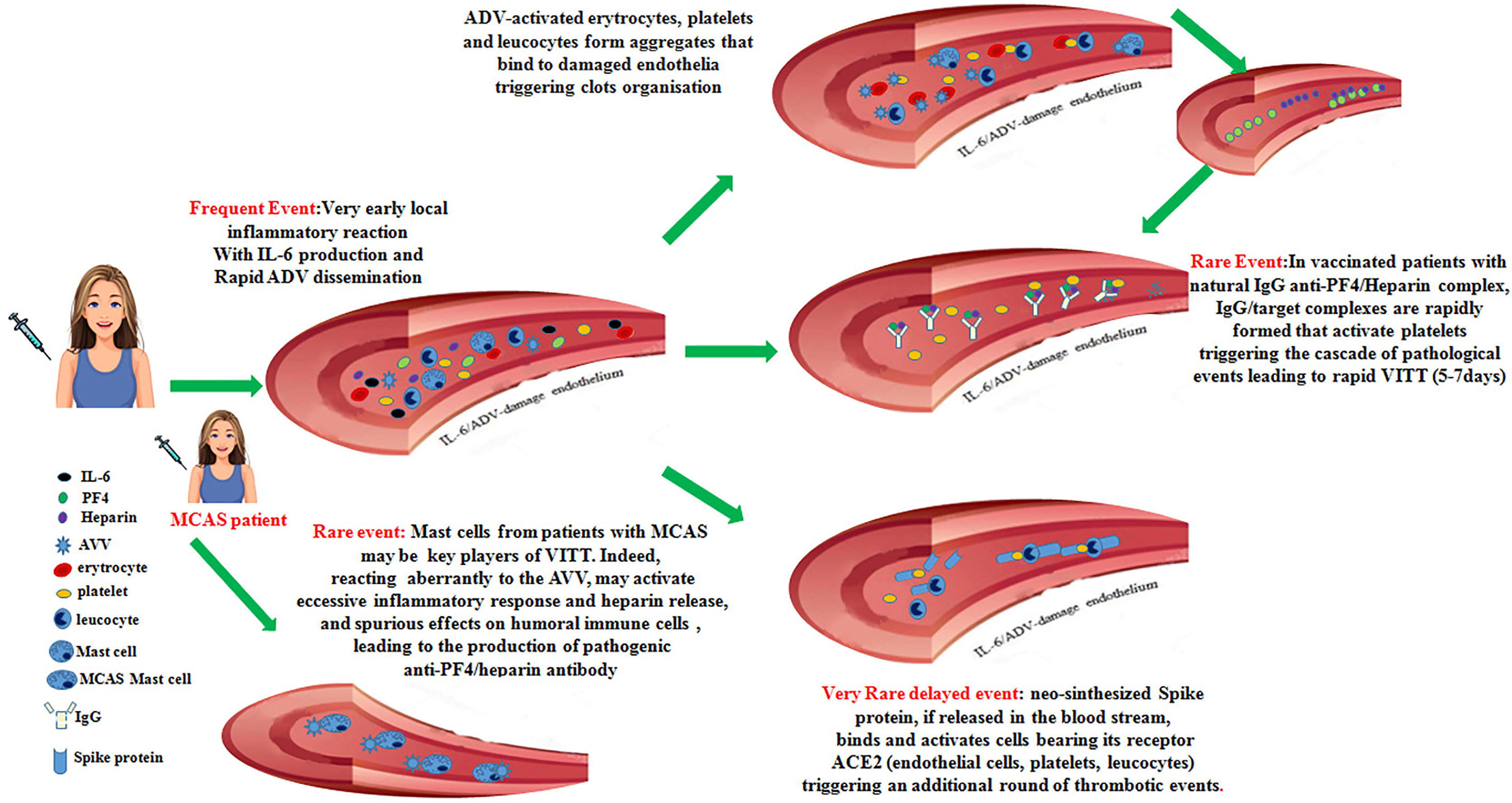 Staph's activation of blood clotting, VUMC Reporter