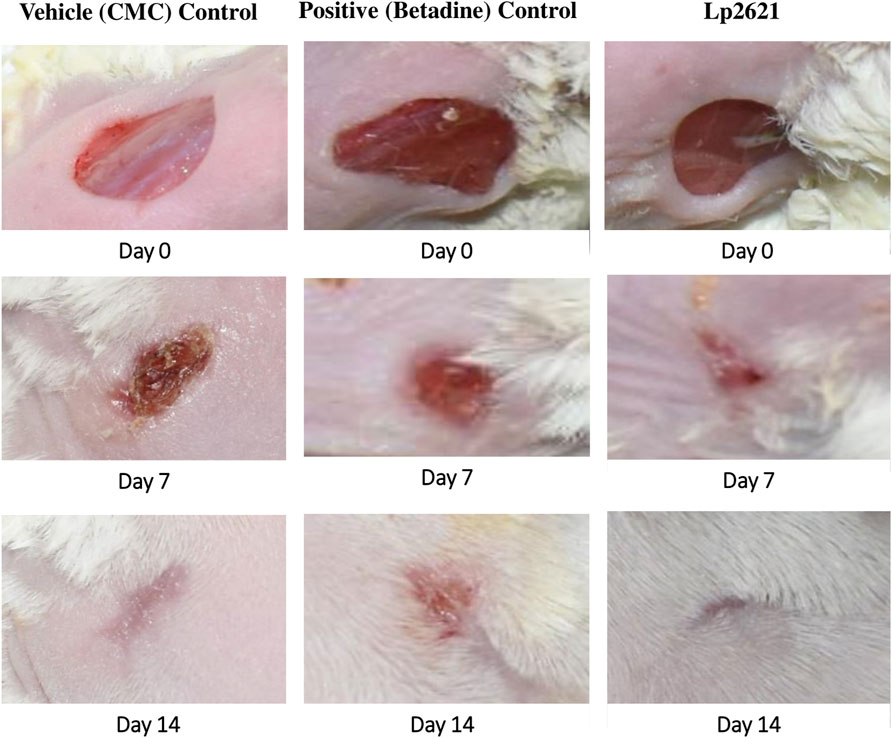 How to tell if a wound is healing or infected